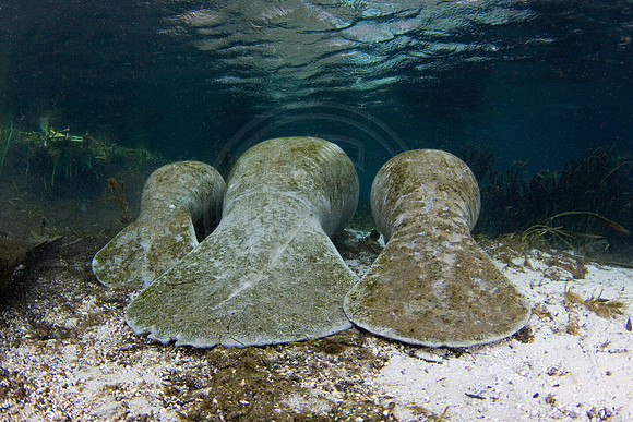 Manatees-3958